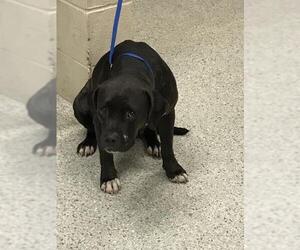 American Pit Bull Terrier-Unknown Mix Dogs for adoption in Conroe, TX, USA