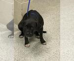 Small American Pit Bull Terrier Mix