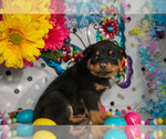 Small Photo #15 Rottweiler Puppy For Sale in WEST FARMINGTON, OH, USA