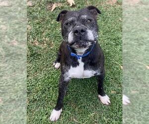RAVIOLI - Male Mutt Dog for Adoption - Photo #2