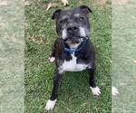 Small Photo #2 Mutt Puppy For Sale in Riverside, CA, USA