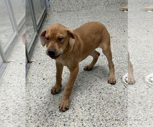 Labrador Retriever-Unknown Mix Dogs for adoption in Mechanicsburg, PA, USA