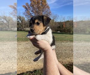 Poogle Puppy for sale in MADISON, IN, USA