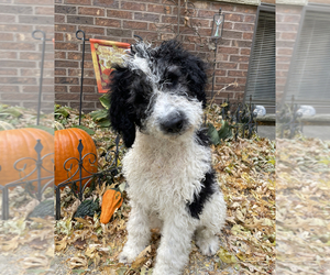 Poodle (Standard)-Unknown Mix Puppy for sale in LEWISTON, MN, USA