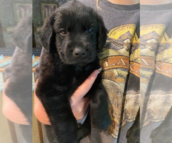 Medium Photo #2 Labrador Retriever-Unknown Mix Puppy For Sale in Claremore, OK, USA
