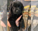 Small #1 Labrador Retriever Mix