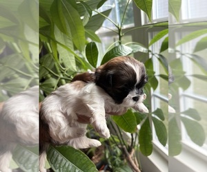Shih Tzu Puppy for sale in RIVER HILLS, SC, USA