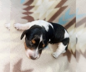 Dachshund Puppy for sale in LAWRENCEBURG, TN, USA