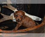 Small #1 Cavapoo