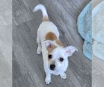 Small #1 Chihuahua Mix