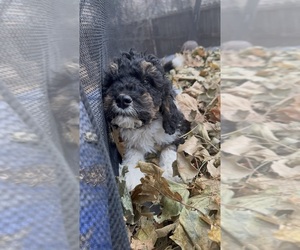 Bernedoodle Puppy for sale in GOLDEN, CO, USA