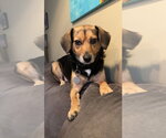 Small #2 Beagle Mix
