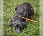 Small Photo #4 Coonhound-Unknown Mix Puppy For Sale in Huntley, IL, USA