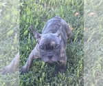 Small Photo #100 French Bulldog Puppy For Sale in CHARLOTTE, NC, USA