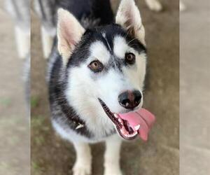 Siberian Husky Dogs for adoption in Riverside, CA, USA