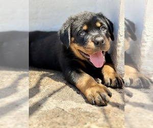 Rottweiler Puppy for sale in MIAMI, FL, USA