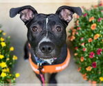 Small Photo #5 American Pit Bull Terrier-Unknown Mix Puppy For Sale in Germantown, OH, USA