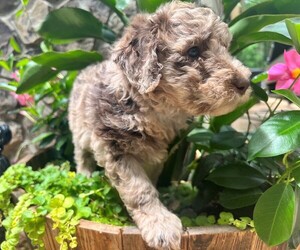 Labradoodle Puppy for sale in LOUISBURG, NC, USA