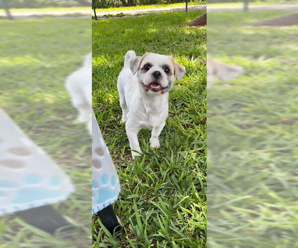 Medium Photo #3 Shih Tzu Puppy For Sale in Weston, FL, USA