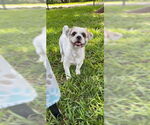 Small #2 Shih Tzu