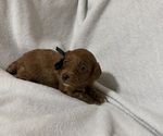 Puppy Puppy 3 Black Goldendoodle (Miniature)