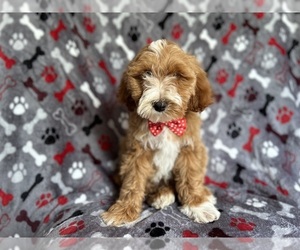 Chesador Puppy for sale in LAKELAND, FL, USA