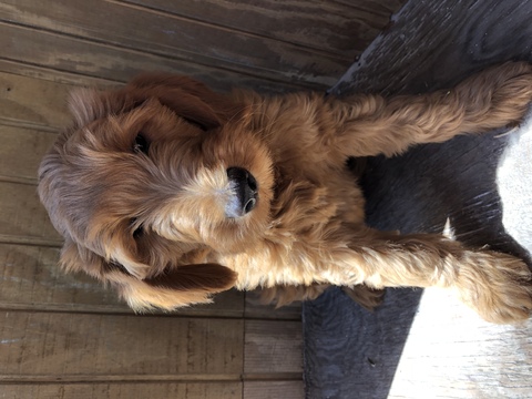 Medium Photo #1 Goldendoodle Puppy For Sale in SARASOTA, FL, USA