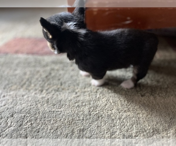 Medium Photo #4 Pembroke Welsh Corgi Puppy For Sale in ROCKFORD, IL, USA