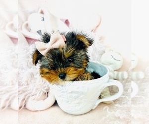 Yorkshire Terrier Puppy for sale in MIAMI, FL, USA