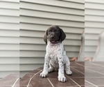Small Photo #4 German Shorthaired Pointer Puppy For Sale in ENOLA, PA, USA