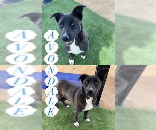 Medium Photo #1 Shepradors Puppy For Sale in HESPERIA, CA, USA