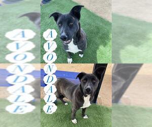 Shepradors Dogs for adoption in HESPERIA, CA, USA