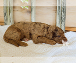 Small Photo #8 Bernedoodle Puppy For Sale in CARLOCK, IL, USA