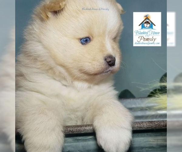 Medium Photo #18 Pomsky Puppy For Sale in RAMSEY, MN, USA