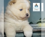 Small Photo #18 Pomsky Puppy For Sale in RAMSEY, MN, USA