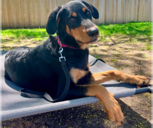 English Springer Spaniel-Rottweiler Mix Dogs for adoption in Brooklyn Center, MN, USA