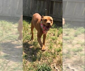 Baby Cakes - Female Staffordshire Bull Terrier-Unknown Mix Dog for Adoption - Photo #3