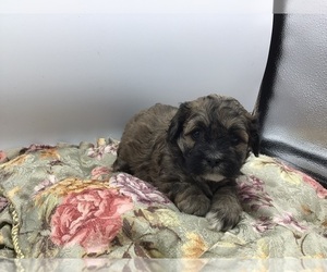 ShihPoo Puppy for sale in FOUNTAIN, CO, USA