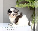 Small #2 ShihPoo