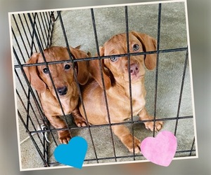 Dachshund Puppy for Sale in ENTERPRISE, Alabama USA