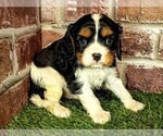 Small #3 Cavalier King Charles Spaniel