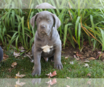 Puppy Blue Cane Corso
