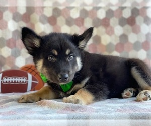 Pomsky Puppy for sale in LANCASTER, PA, USA