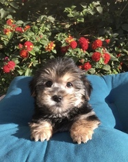 Morkie Puppy for sale in LOS ANGELES, CA, USA