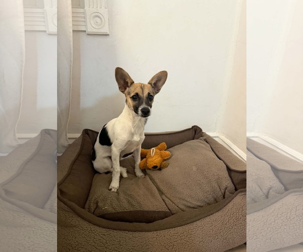 Medium Photo #2 Chihuahua Puppy For Sale in Sandy, UT, USA