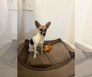 Caprie - Female Chihuahua Dog for Adoption - Photo #2