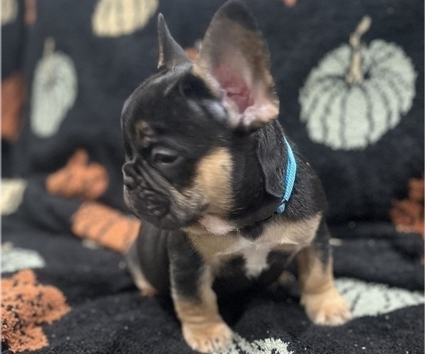 Medium Photo #12 French Bulldog Puppy For Sale in UPPER MARLBORO, MD, USA