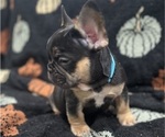 Small Photo #12 French Bulldog Puppy For Sale in UPPER MARLBORO, MD, USA