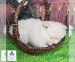 Small Photo #34 Pomeranian-Pomsky Mix Puppy For Sale in RAMSEY, MN, USA