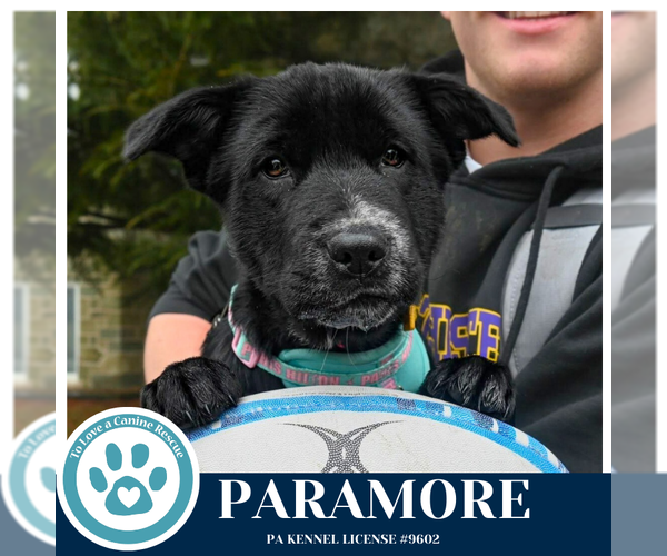 Medium Photo #17 Border Collie-Unknown Mix Puppy For Sale in Kimberton, PA, USA